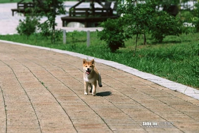 Shiba Inu Puppy Photos   Shiba Inu Dog Wallpapers 1024x768 NO.8 ...
