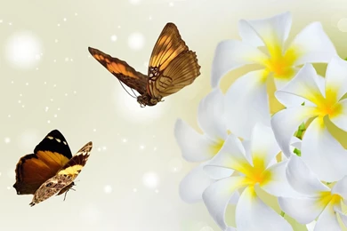 Frangipani Fine >> HD Wallpaper, Get It Now!