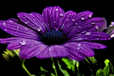 Purple Flowers Wallpapers