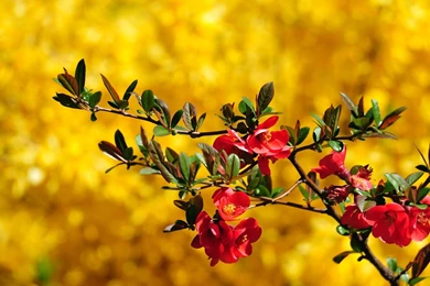 Vintage Flower Images And Wallpapers Download