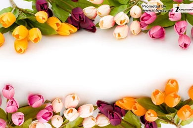 Blossoms Flower Wallpapers   Photo 323 Of 329