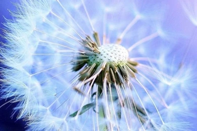 Download Wallpapers 720x1280 Dandelion, Light, Flying, Fog Samsung ...