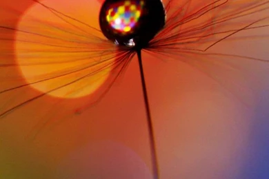 Download Wallpapers 720x1280 Dandelion, Drop, Multicolored, Spots ...