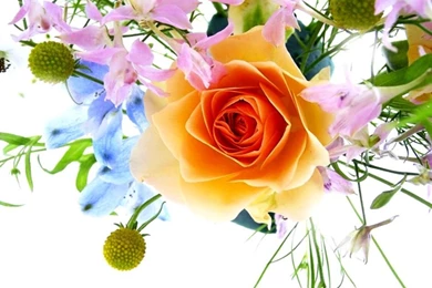 Beautiful Flower Images Free Download