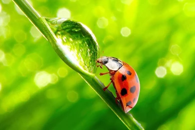 YouWall   Lady Bug Wallpapers   Wallpaper,wallpapers,free Wallpapers ...