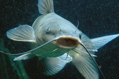 Cute Sea Catfish Photo And Wallpaper. Cute Cute Sea Catfish Pictures