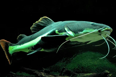 Catfish HD Wallpaper, Catfish Pictures, New Wallpapers