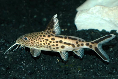 Free Wallpapers Synodontis Multipunctatus Cuckoo Catfish