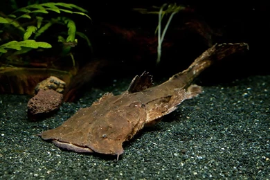 Frogmouth Catfish In The Rocks Photo And Wallpaper. Cute Frogmouth ...