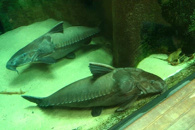 Aquarium Armorhead Catfish Photo And Wallpaper. Cute Aquarium ...