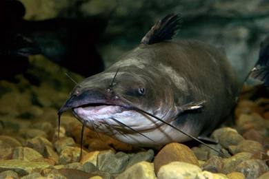 The Channel Catfish 3008x1960px