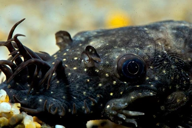 Free Wallpapers Plecostomus Catfish Fish