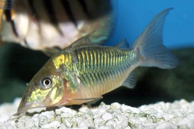 Free Wallpapers Brochis Splendens (castelnau) The Emerald Catfish