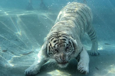 Angry Catfish   Funny Pictures At Videobash