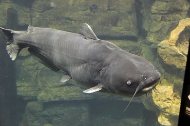 Blue Catfish In Aquarium Photo And Wallpaper. Cute Blue Catfish In ...