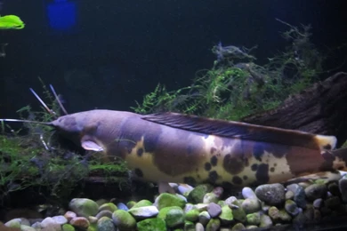 Walking Catfish By Daikaiju fanboy On DeviantArt