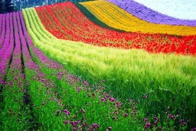 Wallpapers Beautiful And Amazing Natural HD Wallpapers 2015