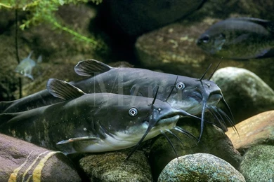 Catfish.jpg