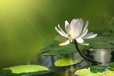 Latest Nature HD Wallpapers Free Download