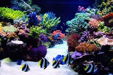 Ambrosio Aquatic's   Specializing In Saltwater Reef Aquariums