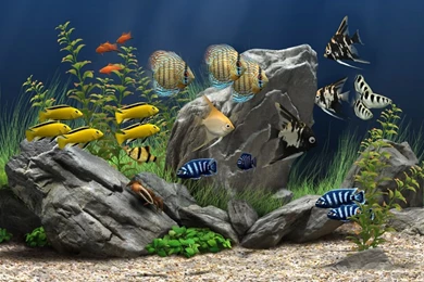 Dream Aquarium   The World's Most Amazing Virtual Aquarium For ...