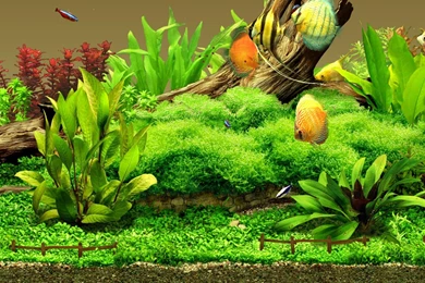 25 Aquarium Backgrounds