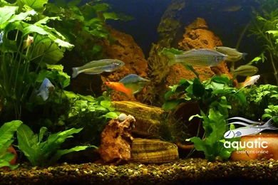 Aco Aquariums   Wallpapers 2