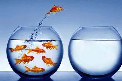 Fish Tanks Online;fish Tank ; Hd