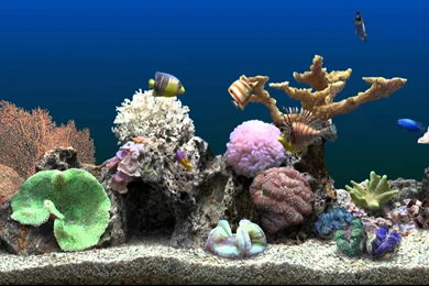 Marine Aquarium Virtual Fishtank   YouTube