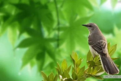 Free wallpaper download best.jpg