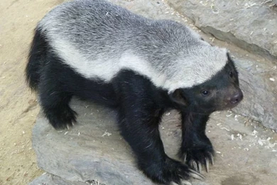 Honey Badger High Definition Wallpapers Wallpapers