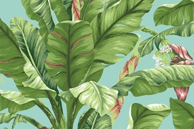 Ashford Tropics 27' X 27" Banana Leaf Wallpapers
