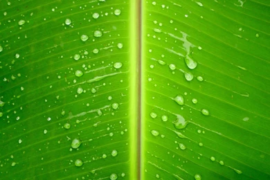 Sensibly Fair Pics Of Banana Leaf