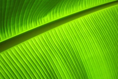 1920x1200px Banana Leaf Desktop