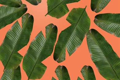Banana Leaf Wallpapers