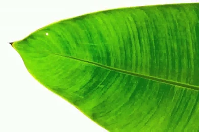 Banana Leaf   Images   YouTube