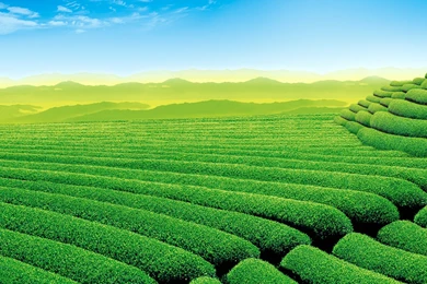 Green Tea Wallpapers   Wallpapers Cave