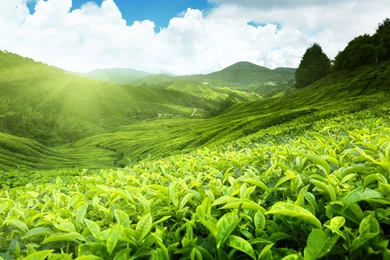 Fields Of Tea HD Wallpapers