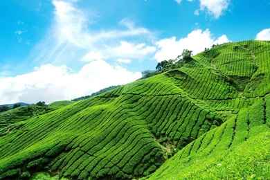 Gardens Wallpaper: The World Outside The Tea Gardens Beautiful ...