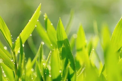 Download Wallpapers 3840x1200 Sun, Leaves, Shoots, Tea, Drops, Dew ...