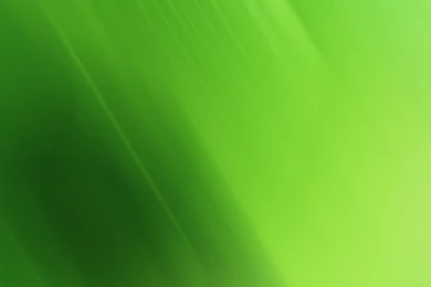 Green Tea Wallpapers : Desktop And Mobile Wallpapers : Wallippo