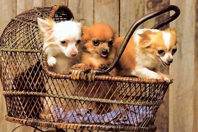 Cuties <3   Chihuahuas Wallpapers (13936023)   Fanpop