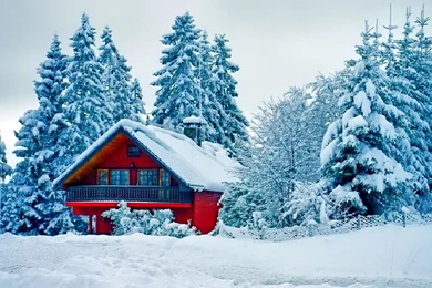 Winter Photography Wonderful Tree Sun Snowflakes Snowflake Cold ...