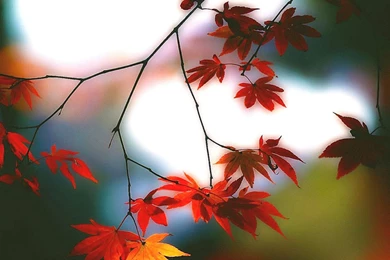 Hd Landscape Wallpapers For Mobile