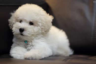 Bichon Frise Puppy Pictures   Widescreen HD Wallpapers