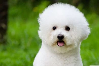 Bichon Frise HD Desktop Wallpapers : Widescreen : High Definition ...