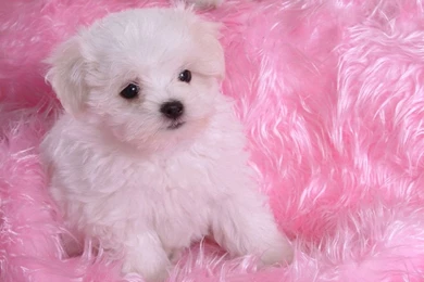 Bichon Frise Free Wallpapers