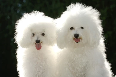 Bichon Frise Wallpapers HD Download