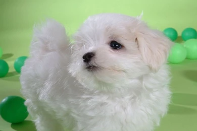Bichon Frise Iphone Wallpapers