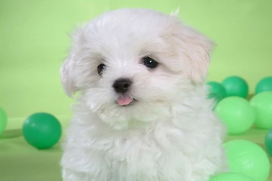 Bichon Frise HD Wallpapers